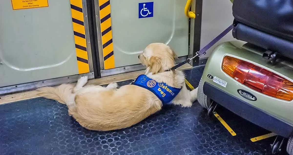 service dog in airport