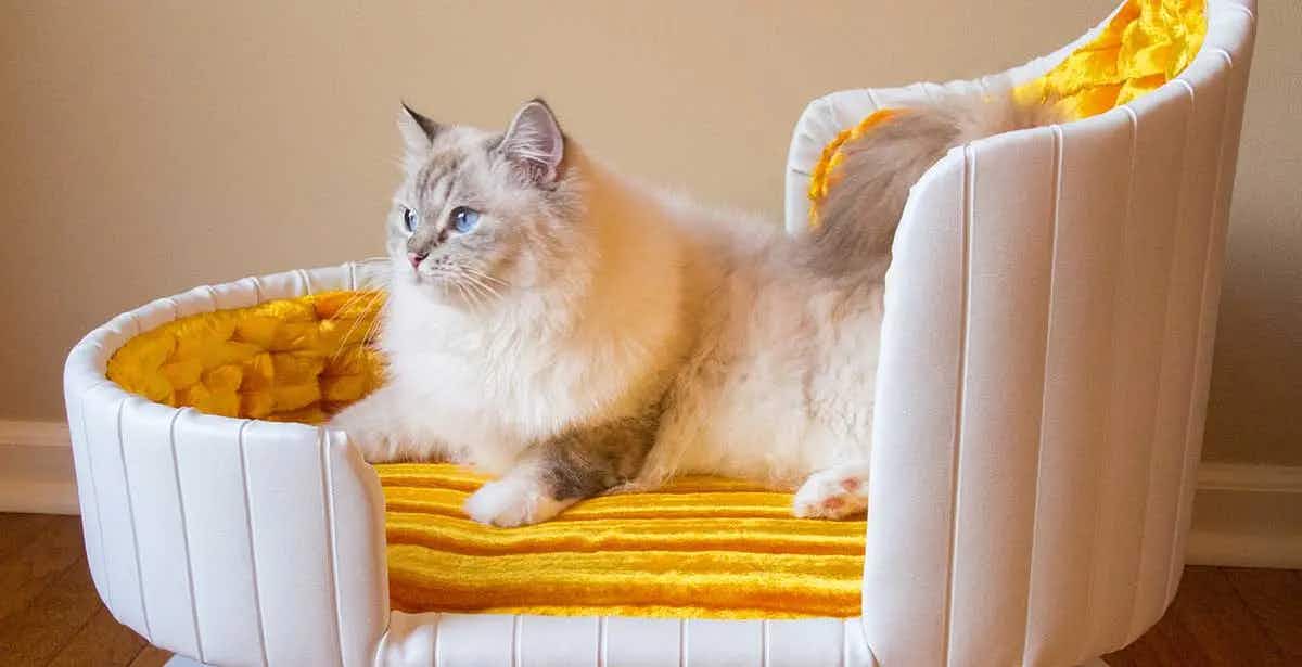 royal luxury cat bed