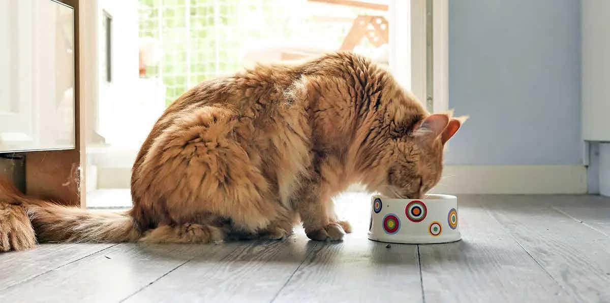 orange cat eating bowl