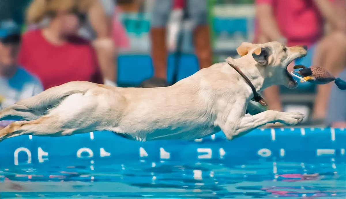 dog sports to keep your dog active