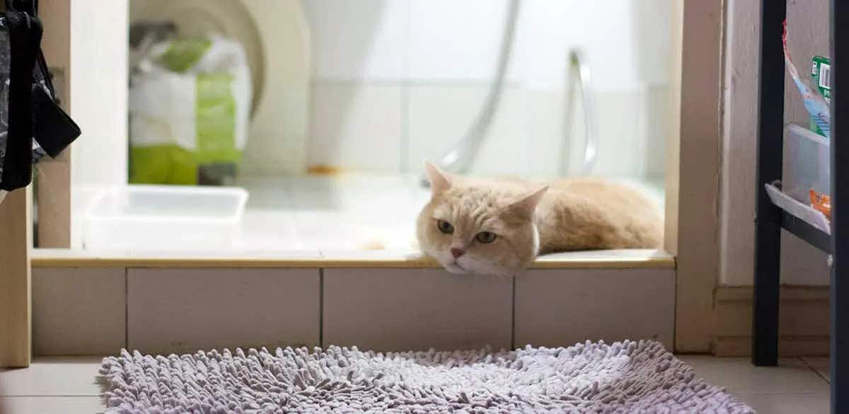 cat sitting bathtub