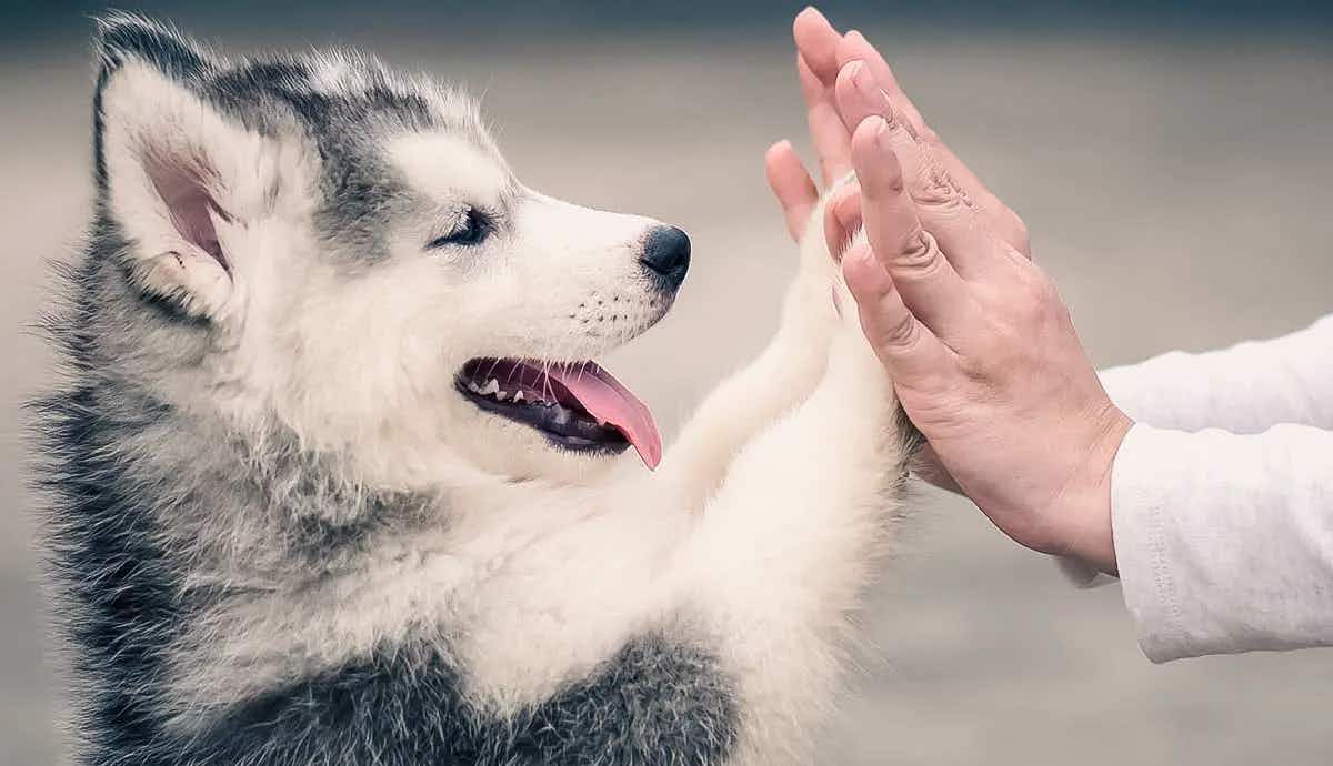 do dogs have dominant paw