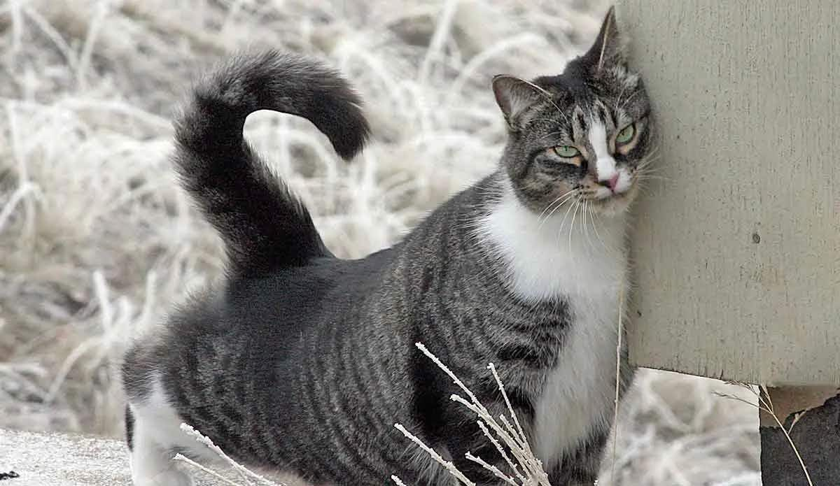 american shorthair rubbing