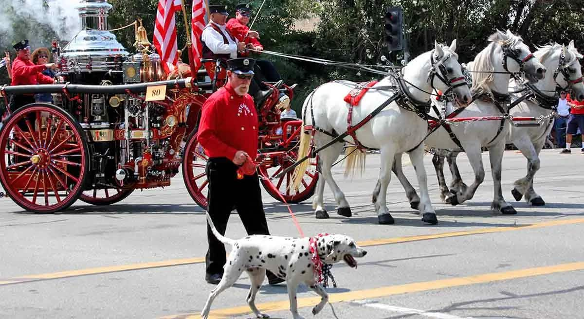 dalmatian firetruck