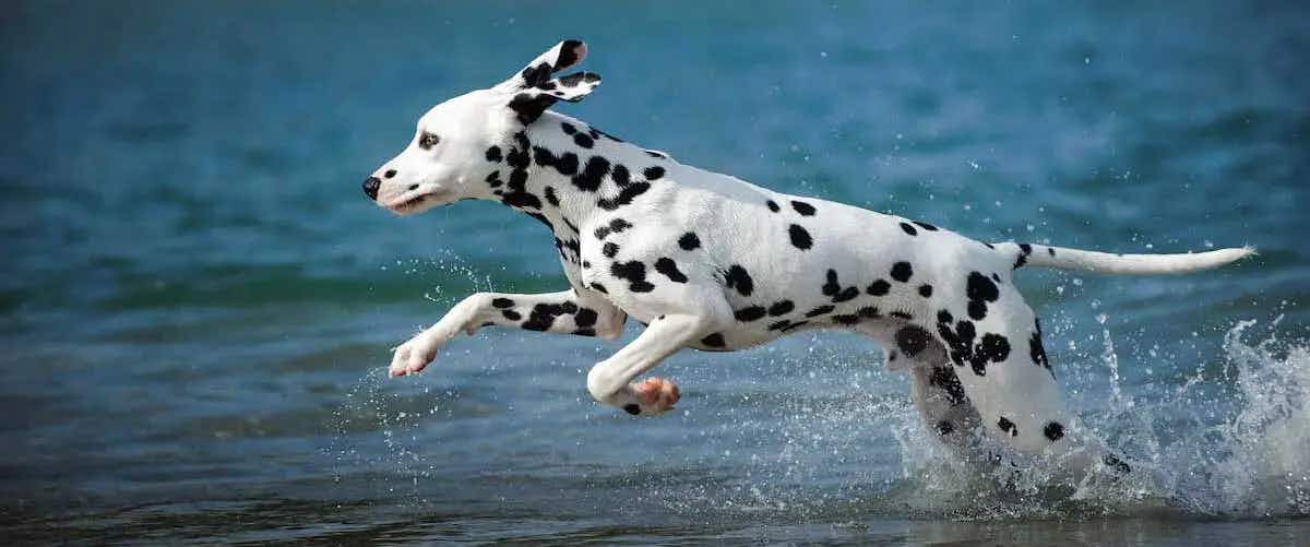 dalmatian running water