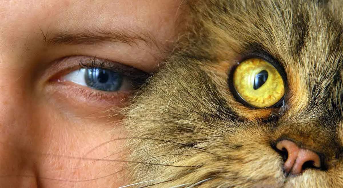 human eye cat eye