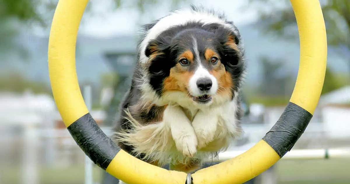 border collie dog jumping through agility hoop