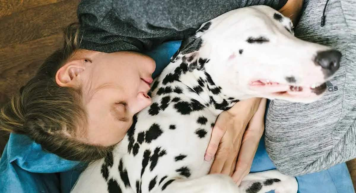 dalmatian cuddling