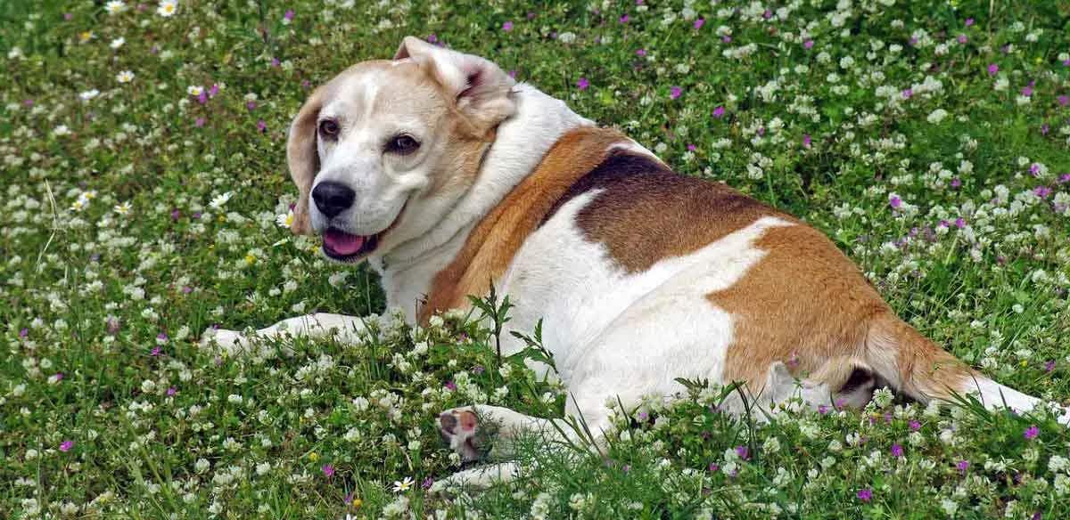 beagle in flowers