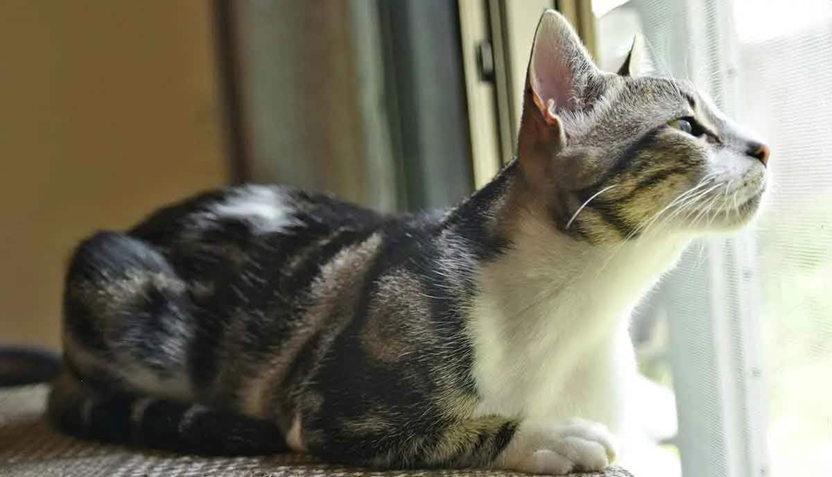 american shorthair looking out window