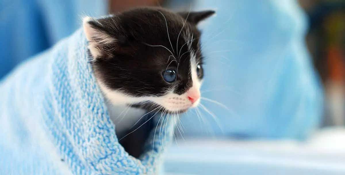 black white kitten blue blanket