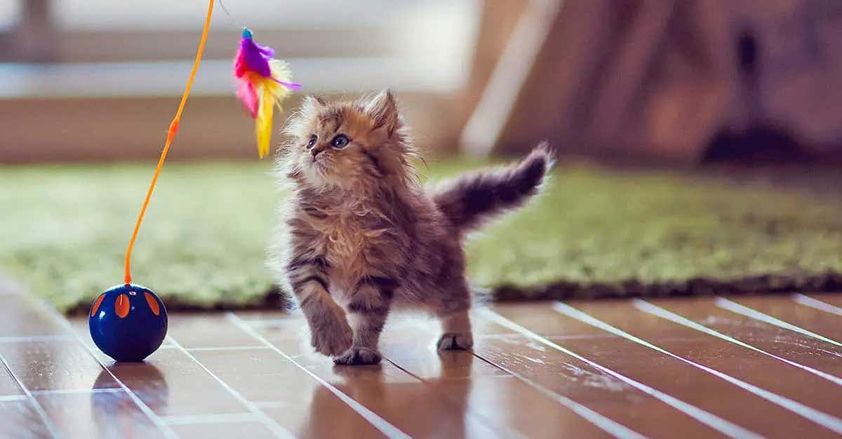 kitten with feather toy