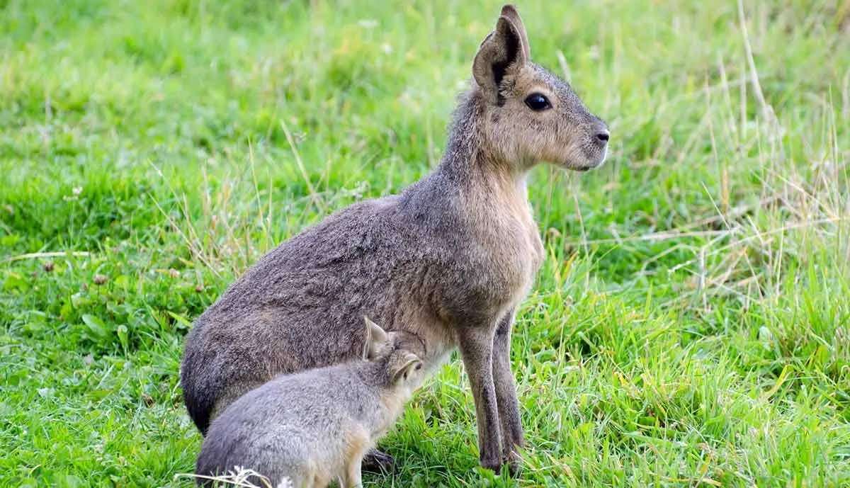 patagonian mara