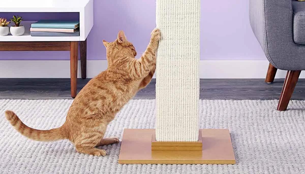cat using scratching post