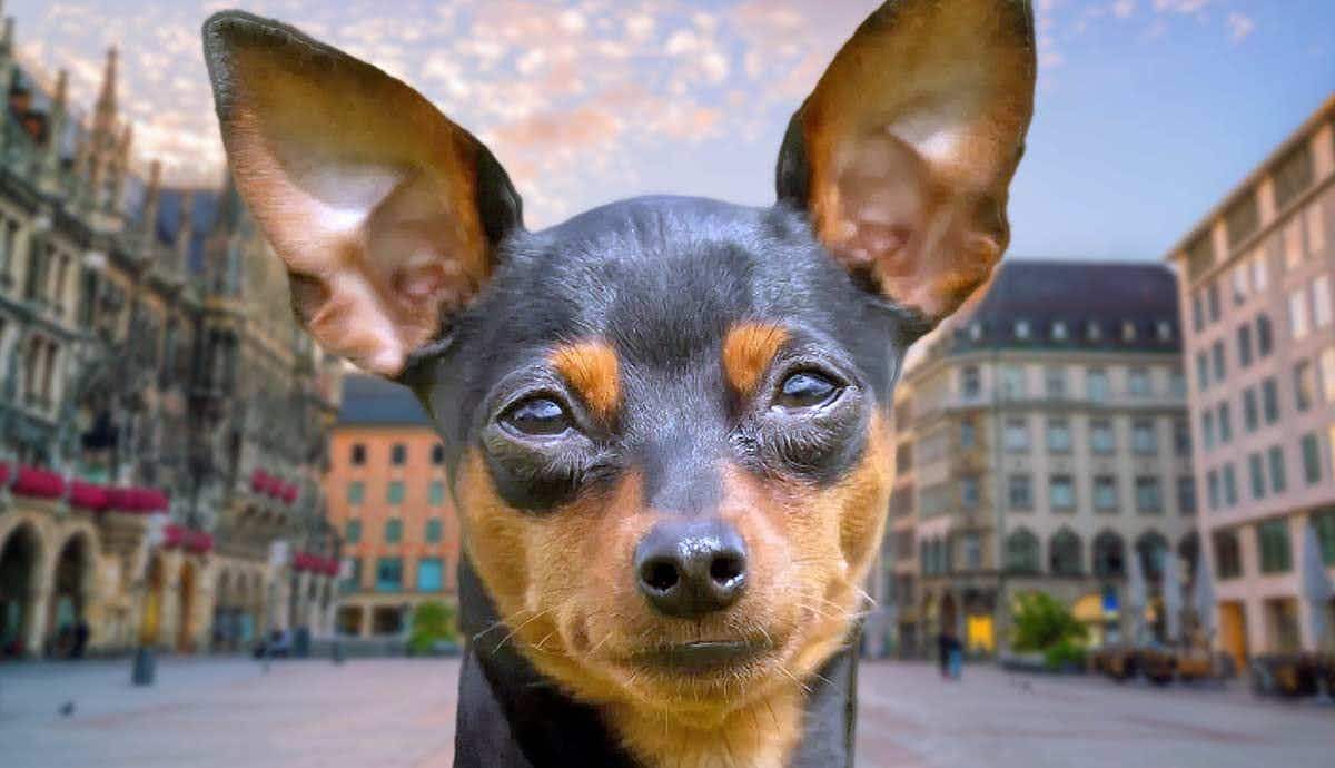 The History and Origins of the Miniature Pinscher