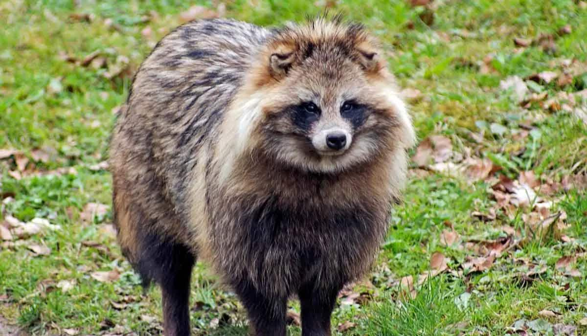 tanuki canine