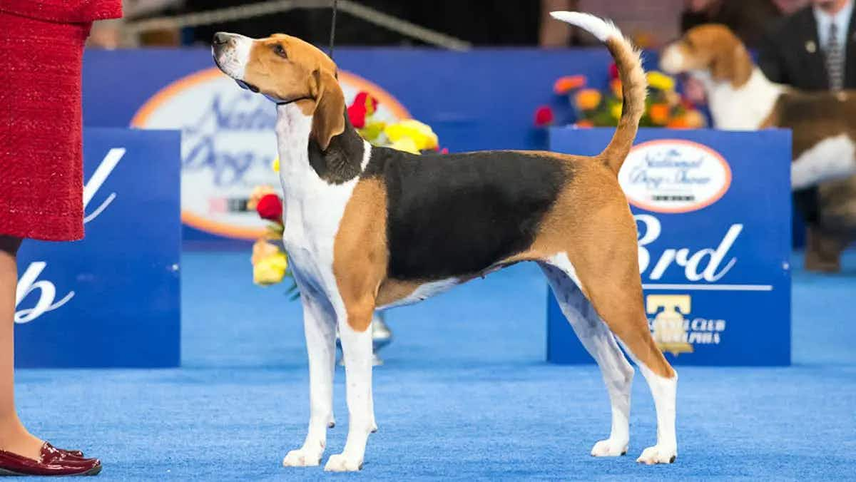 Jewel Dog Show Winner