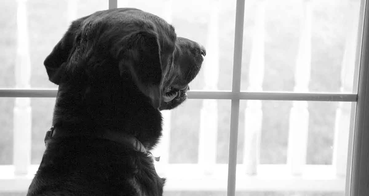 labrador retriever looking through window