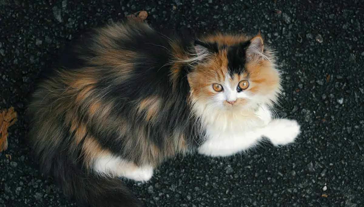 calico persian cat