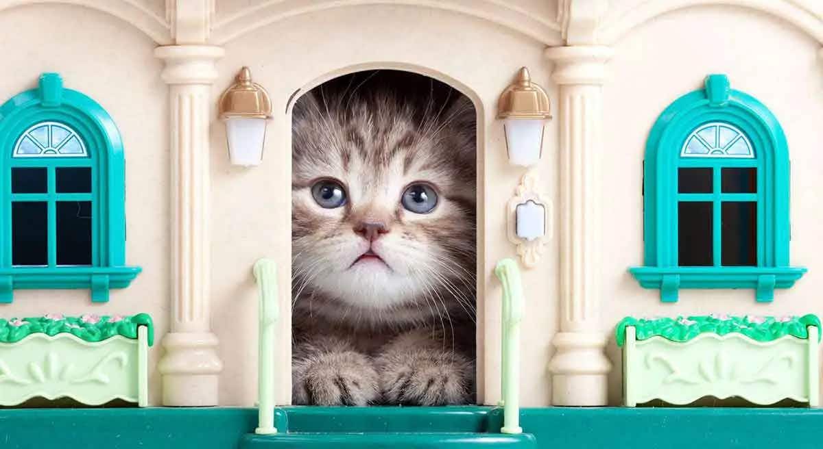 cat in dollhouse