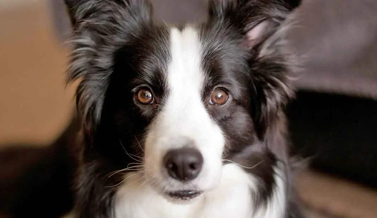 black and white border collie close up
