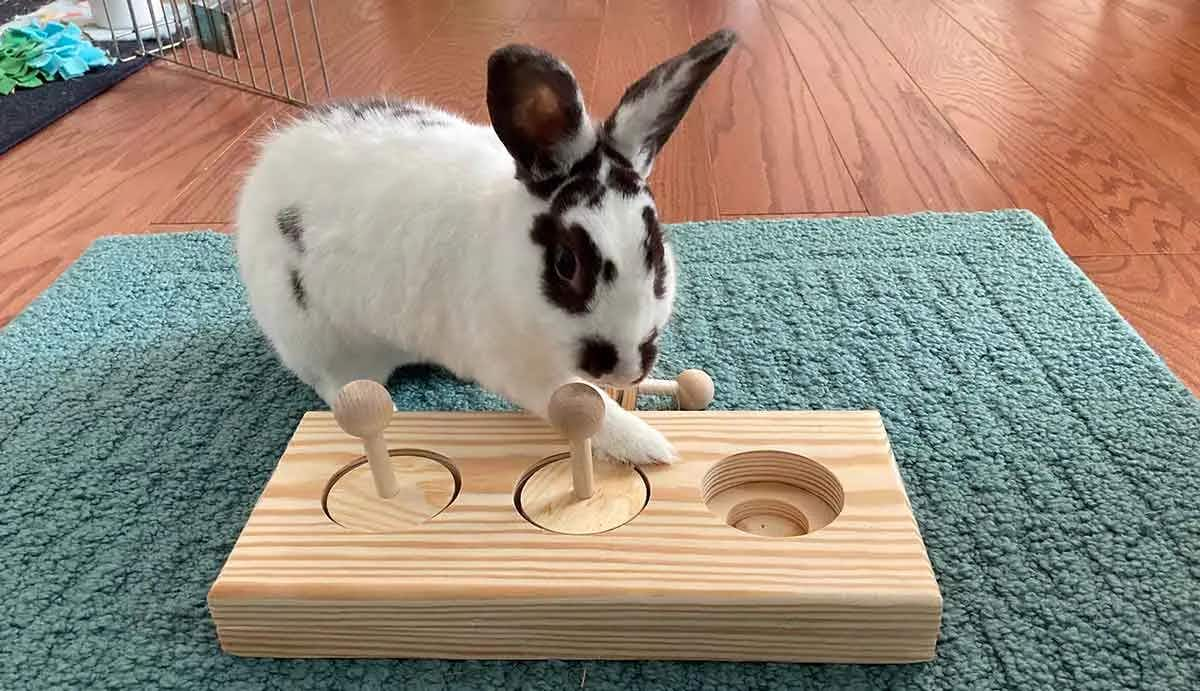 black and white bunny rabbit playing with wooden toy