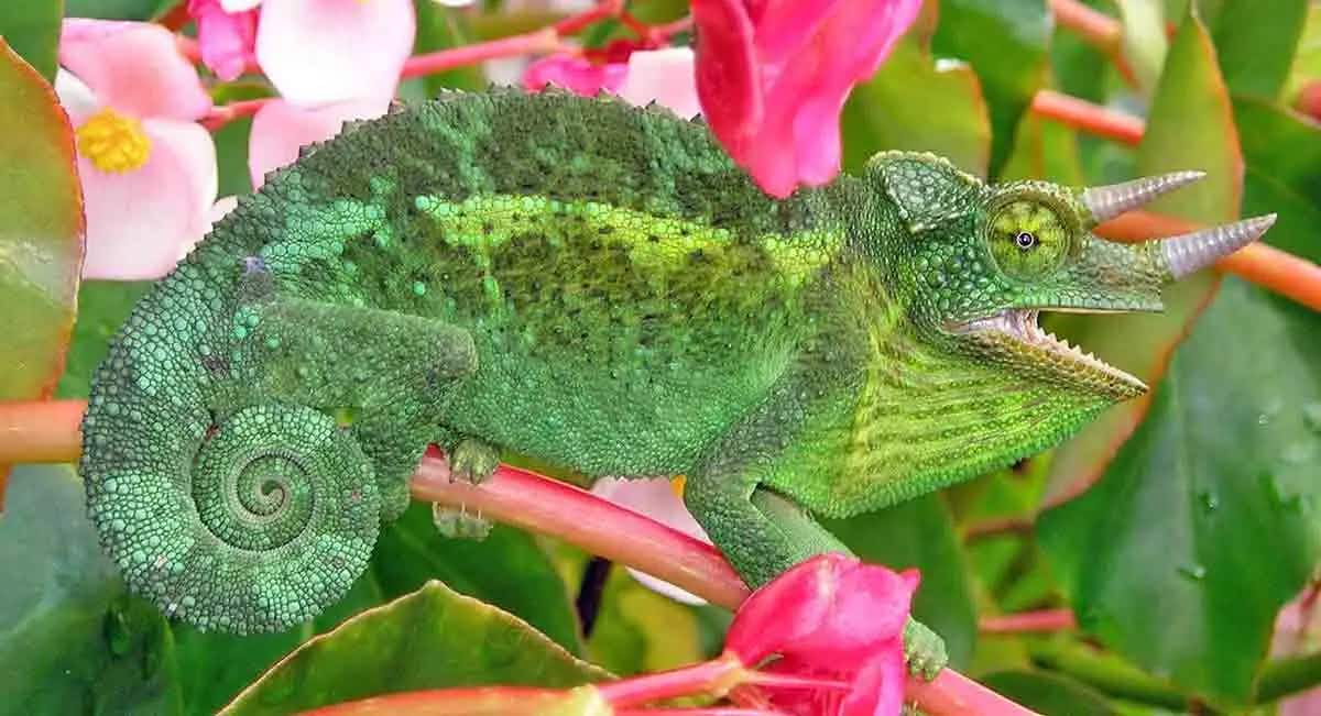 chameleon_three_horned_chameleon