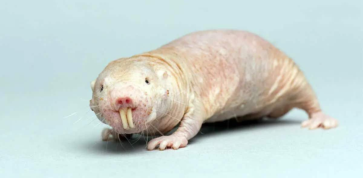 naked mole rat rodent