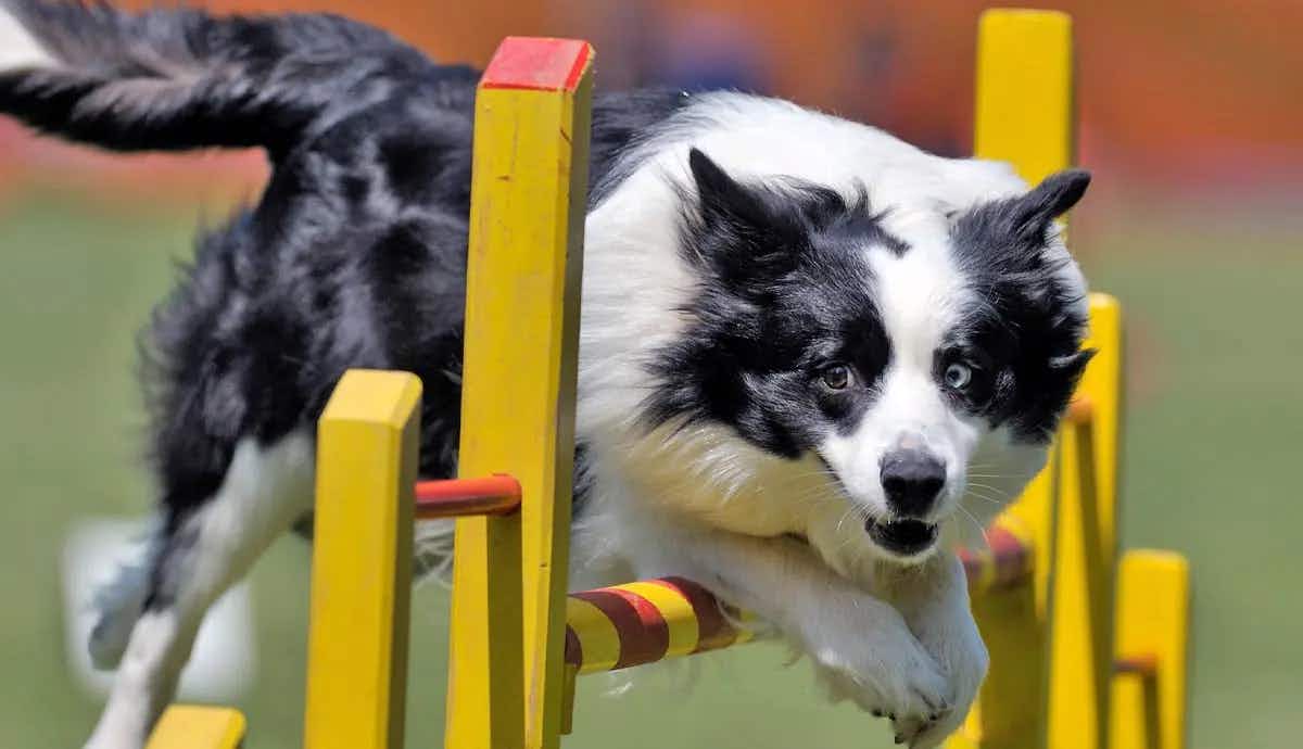 introduction to dog agility