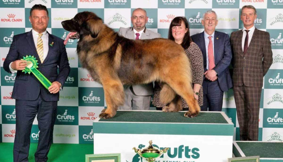 Leonberger Neville