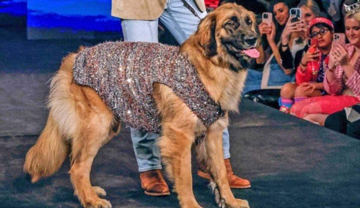 Leonberger Superman