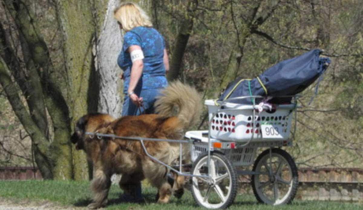 Leonberger cart