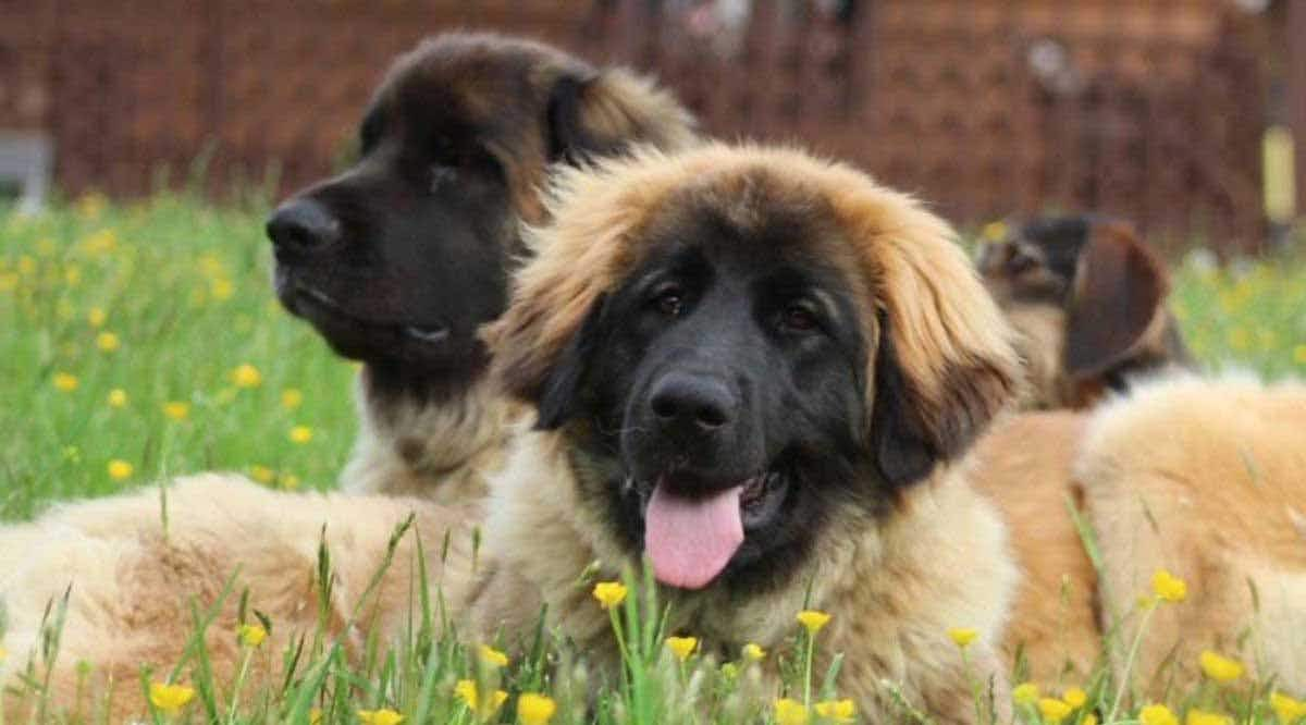 Leonberger dogs