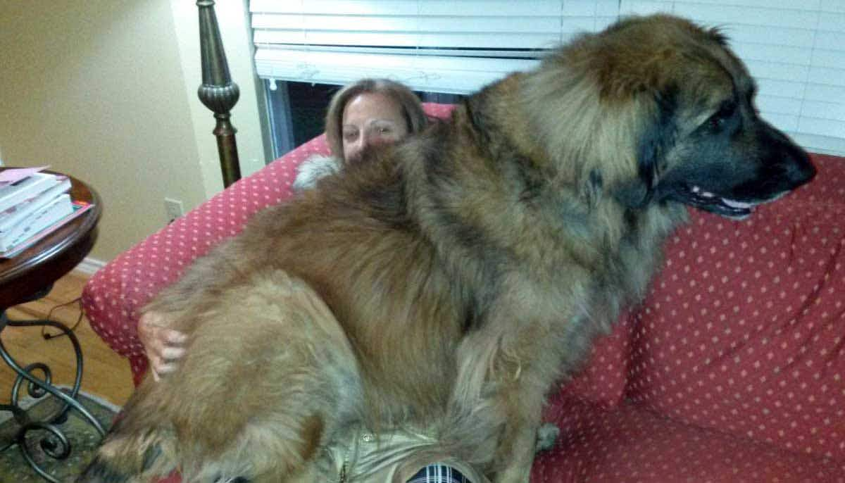 Leonberger lap