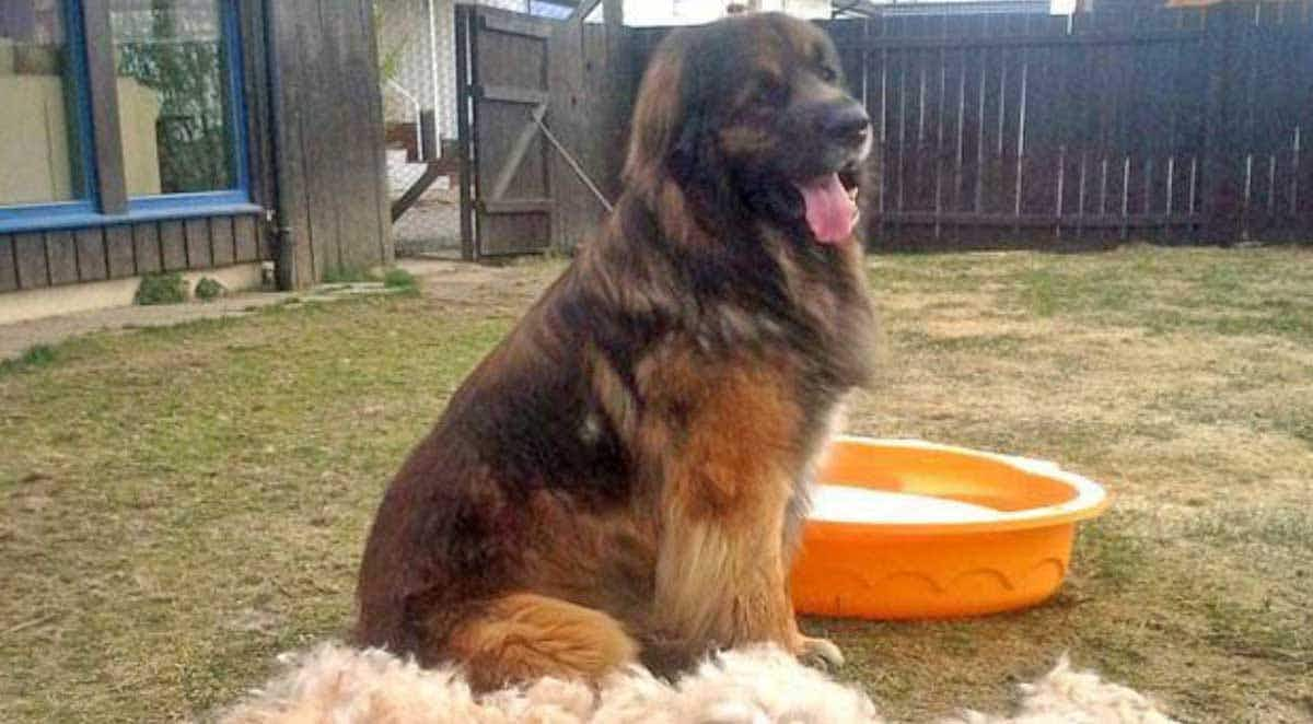 Leonberger shedding