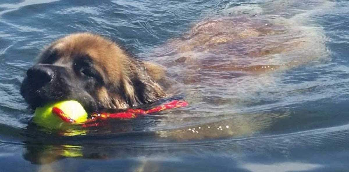 Leonberger water