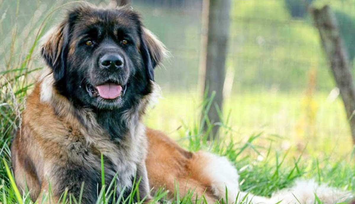 Leonberger