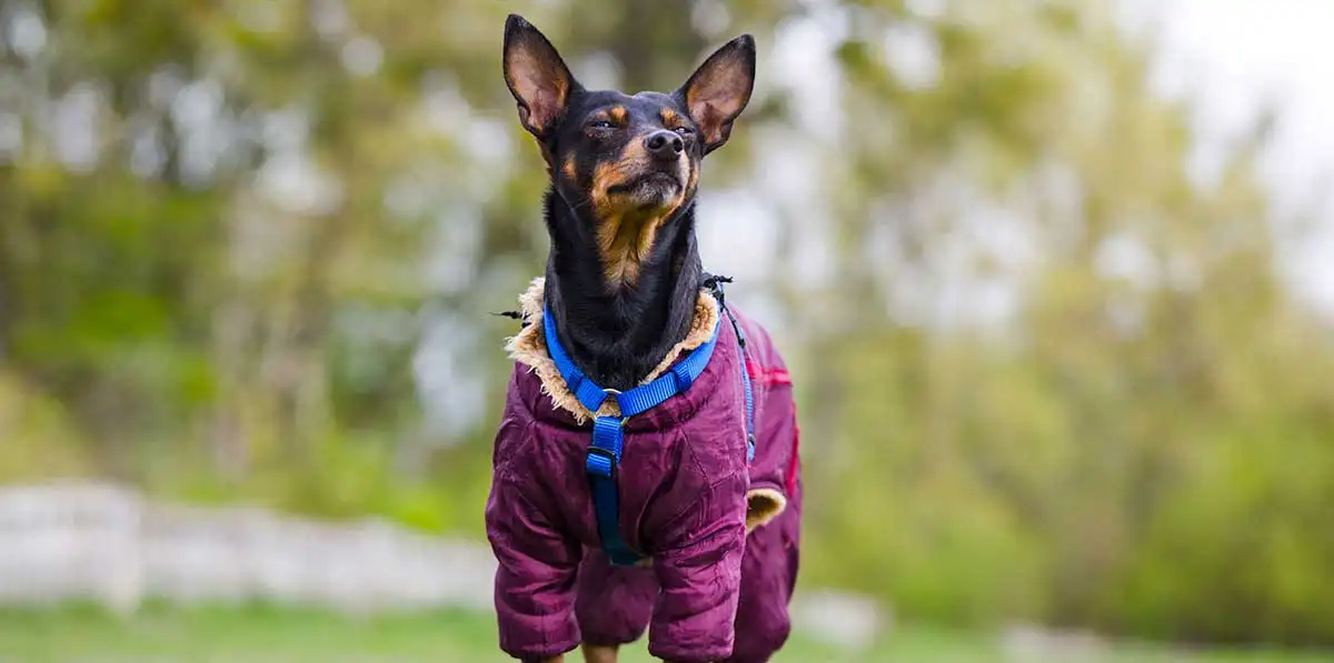 Miniature Pinscher jacket