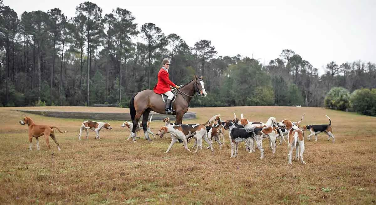 American Foxhounds Field