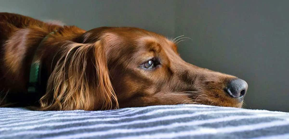 brown dog resting