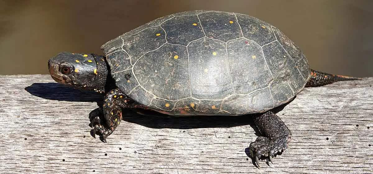 spotted turtle on a log