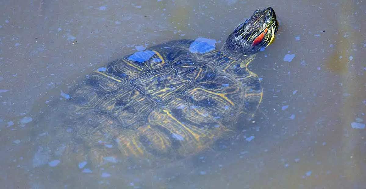 Red eared_Slider_Turtle_Immerged_in_Water
