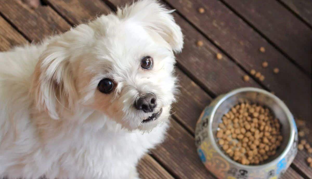 8 Crucial Steps to Improve Your Dog’s Nutrition