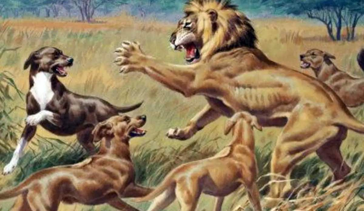 dog fighting lion