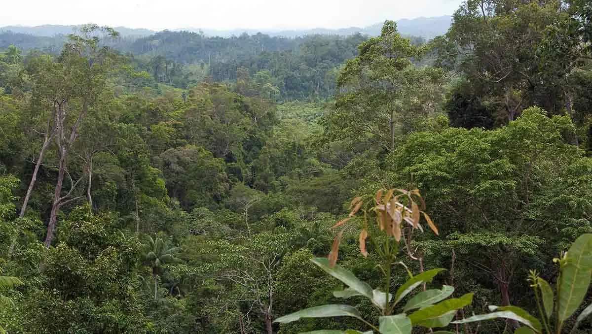 rainforest amazon