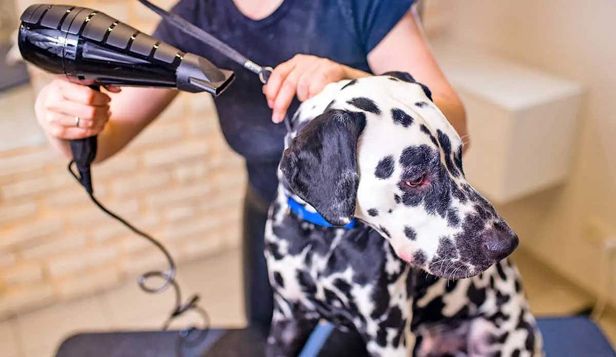 dalmatian grooming