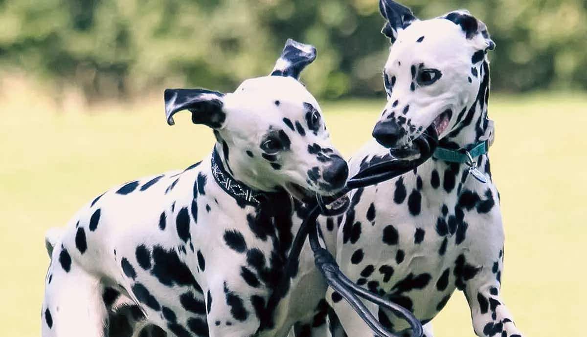 dalmatian behavior what new owners should know