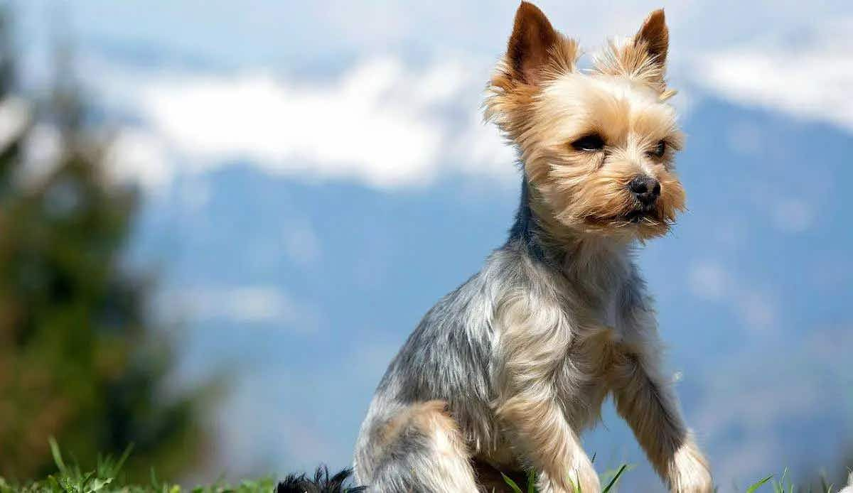 yorky sitting