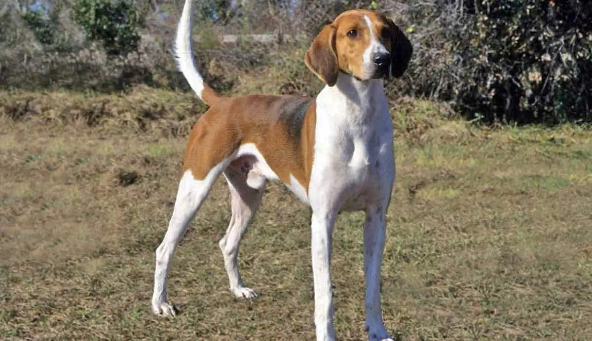 Black White Tan Foxhound