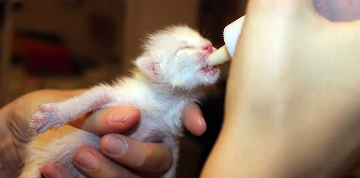 feeding baby kitten